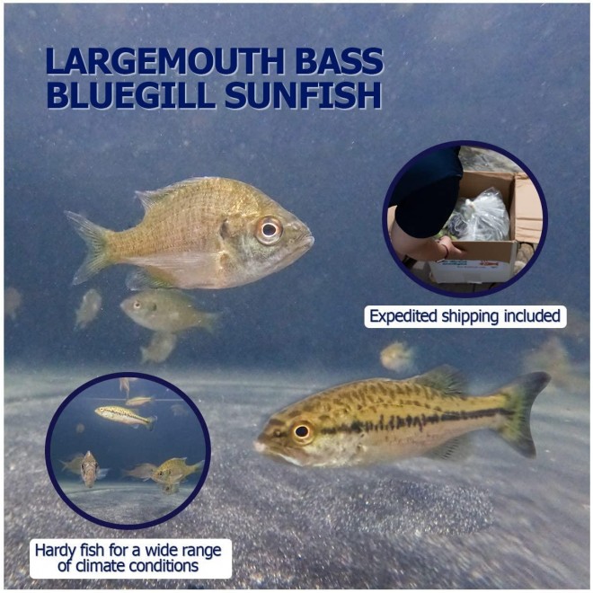 Live Bluegill (15) & Largemouth Bass (5) Pond Fish Pack| Includes (15) 2-4
